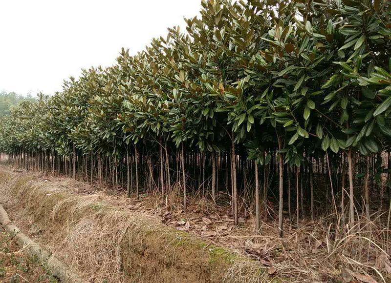 Magnolia grandis